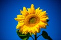 Sunflower with blue sky, allone in the field Royalty Free Stock Photo