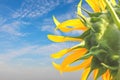 Sunflower with blue sky background