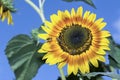 Sunflower on blue sky background. Bee on Sunflower pollination Royalty Free Stock Photo