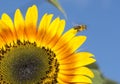 Sunflower on blue sky background. Bee on Sunflower pollination Royalty Free Stock Photo