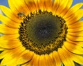 Sunflower on blue sky background. Bee on Sunflower Royalty Free Stock Photo