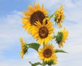 Sunflower on blue sky background