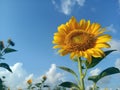 Sunflower on blue sky background. Summer and spring flower backgrounds. Happiness and New day hope concept Royalty Free Stock Photo