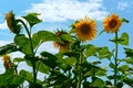 Sunflower on blue sky background, sunflower on the background of white clouds Royalty Free Stock Photo