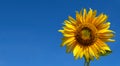 Sunflower with blue sky. Bee on the sunflower Royalty Free Stock Photo