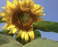 Sunflower in blue sky. Bumble Bee on the leaf. Royalty Free Stock Photo