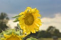 Sunflower with blue sky and clouds. Royalty Free Stock Photo