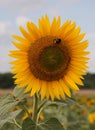 Sunflower blue sky Royalty Free Stock Photo