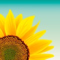 Sunflower on blue sky illustration