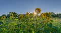 Sunflower of blue sky with sun star. Rural landscape with a field of sunflower, phacelia tanacetifolia and trees. Border field of