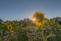 Sunflower of blue sky with sun star. Rural landscape with a field of sunflower, phacelia tanacetifolia and trees. Border field of