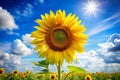 Sunflower on the blue sky Royalty Free Stock Photo