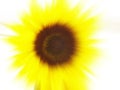 Sunflower blur