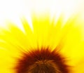 Sunflower blur