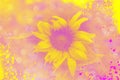 The sunflower is on the blurred background Royalty Free Stock Photo