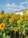 Sunflower in Bogor, Indonesia Royalty Free Stock Photo
