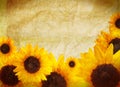 Sunflower border Royalty Free Stock Photo