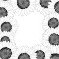 Sunflower Border Outline isolated on White Background. Vector Illustration Royalty Free Stock Photo