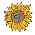 Sunflower botanical hand drawn line art colorful vector illustration.