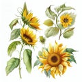 Sunflower Botanical Illustration, Sun Flowers Isolated, Sunflowers Abstract Generative AI Illustration