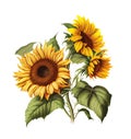 Sunflower Field Landscape, Panoramic Sun Flowers Farm, Sunflowers Abstract Generative AI Illustration Royalty Free Stock Photo