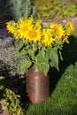 Sunflower bouquet in a milk churn Royalty Free Stock Photo