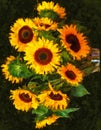 Sunflower bouquet painting in oil
