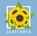 Sunflower bouquet with white frame and blue background