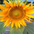 A Sunflower