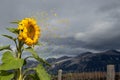 Sunflower breaking away on a windy day in the mountains