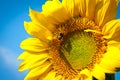 Sunflower bright and beautiful against a blue sky background Royalty Free Stock Photo