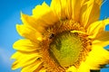 Sunflower bright and beautiful against a blue sky background Royalty Free Stock Photo