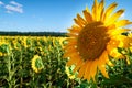 Sunflower - bright field with yellow flowers, beautiful summer landscape in sunset