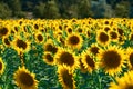 Sunflower - bright field with yellow flowers, beautiful summer landscape in sunset Royalty Free Stock Photo