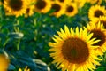 Sunflower - bright field with yellow flowers, beautiful summer landscape in sunset Royalty Free Stock Photo