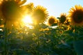 Sunflower - bright field with yellow flowers, beautiful summer landscape in sunset Royalty Free Stock Photo