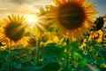 Sunflower - bright field with yellow flowers, beautiful summer landscape in sunset Royalty Free Stock Photo