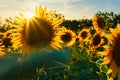 Sunflower - bright field with yellow flowers, beautiful summer landscape in sunset Royalty Free Stock Photo