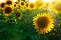 Sunflower - bright field with yellow flowers, beautiful summer landscape in sunset Royalty Free Stock Photo