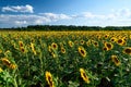 Sunflower - bright field with yellow flowers, beautiful summer landscape in sunset Royalty Free Stock Photo