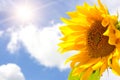 Sunflower, bright sun and blue cloudy sky Royalty Free Stock Photo