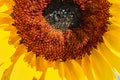 Sunflower on bright sunny day