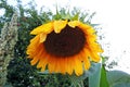 Sunflower Royalty Free Stock Photo