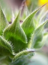 Sunflower bud Royalty Free Stock Photo