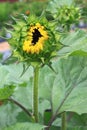 Sunflower Bud Royalty Free Stock Photo