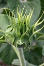 Sunflower bud Royalty Free Stock Photo