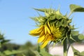 Sunflower bud against blue sky Royalty Free Stock Photo