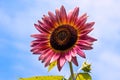 Sunflower with Bud Against Sky Royalty Free Stock Photo