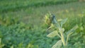 Sunflower bud against the sky in the field during winter time. Closeup side view of green Flower plant Royalty Free Stock Photo