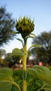 Sunflower bud against the sky in the field during winter time. Closeup side view of green Flower plant Royalty Free Stock Photo